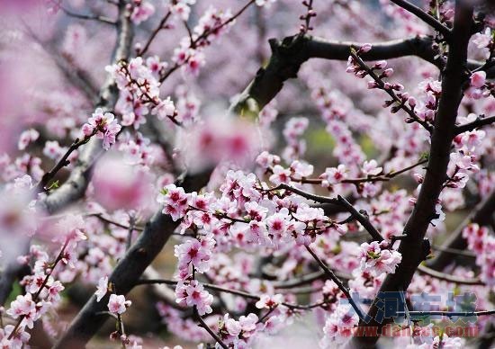邂逅浪漫芬芳 河南赏花