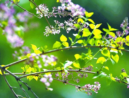 春暖花开  绿城浪漫赏花